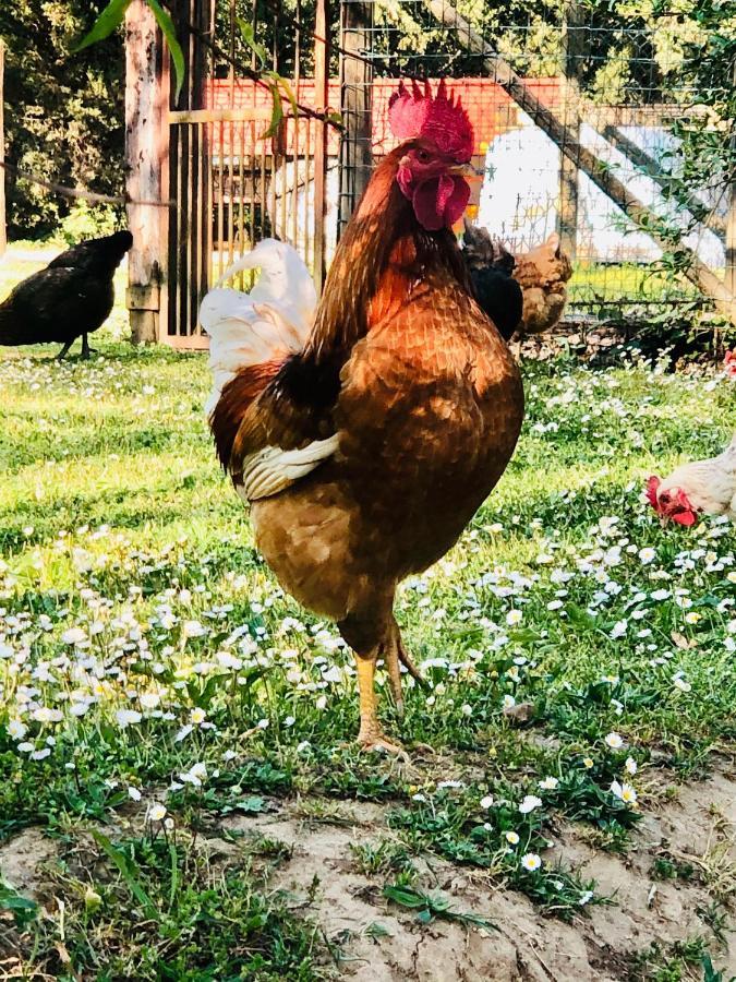 Agriturismo Pometti - Fattoria La Selva เตรกวานดา ภายนอก รูปภาพ